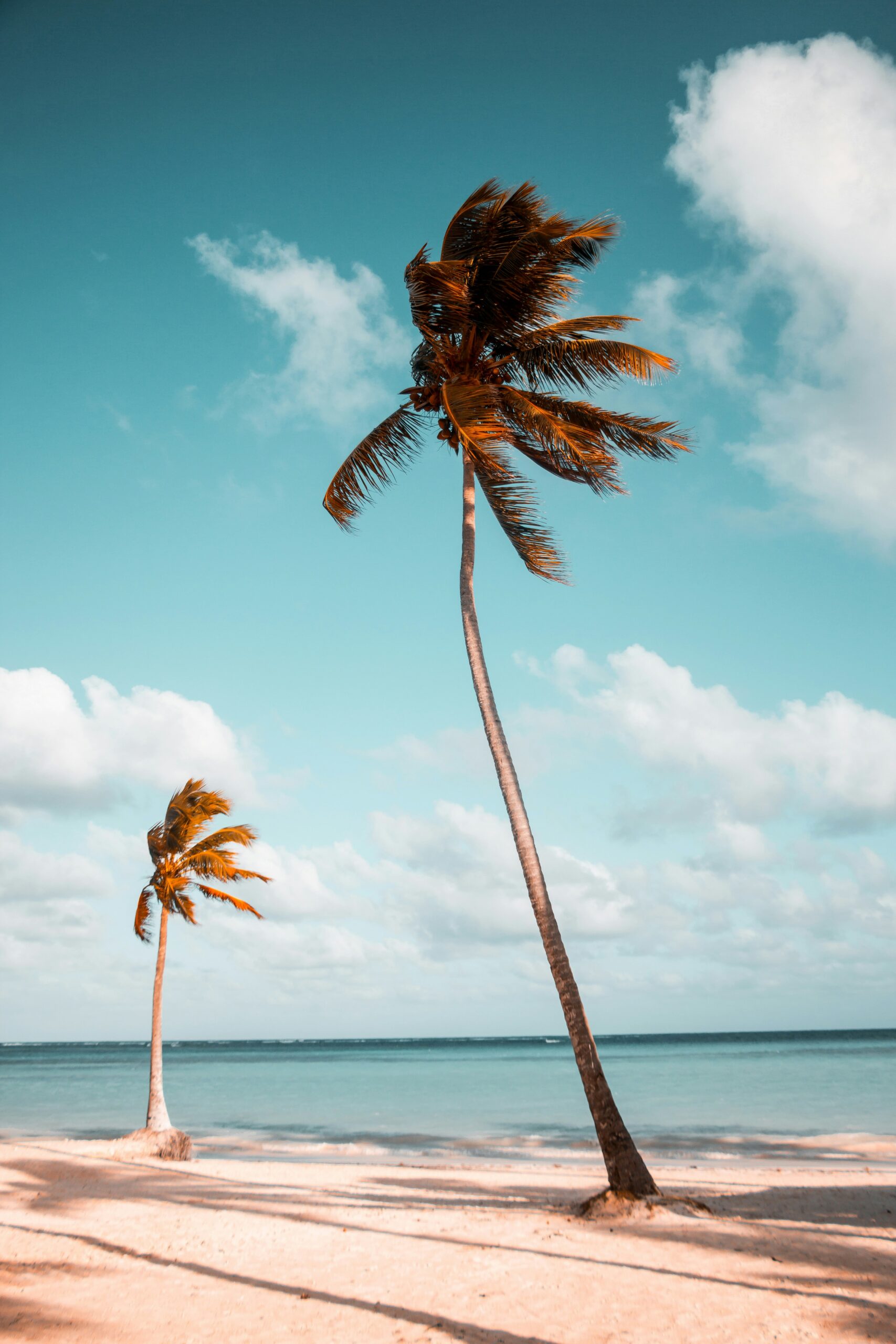 benjamin-voros-AD6rn3vqG7o-unsplash Tall palm trees on the beach